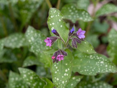 Bir çiçeklenme içinde menekşe farklı tonlarında göğüs ciğerotu çiçekleri. İlk bahar çiçekleri.
