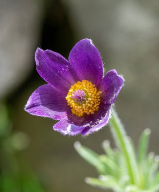 Pulsatilla vulgaris 'in Macro çekimi ilkbaharın başlarında çiçek açar.