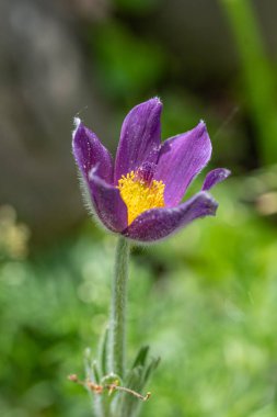 Pulsatilla vulgaris 'in Macro çekimi ilkbaharın başlarında çiçek açar.