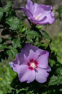 Hibiscus Syriacus (Sharon Gülü) arka planda yeşillik ile doğal ortamında büyümektedir..