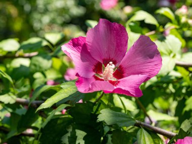Hibiscus Syriacus (Sharon Gülü) arka planda yeşillik ile doğal ortamında büyümektedir..