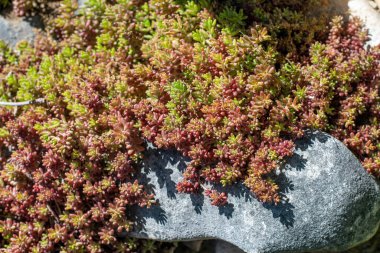 Sedum albümü mercan halı kırmızı sulu bitki arka planı. Sedum tetractinum zemin kaplaması. Bahçe düzenleme. 