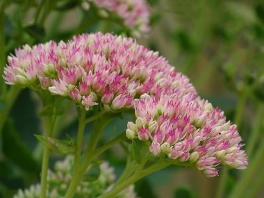 Güzel dekoratif bahçe bitkisi Sedum belirgin veya taş spektabile (Sedum spectabile)