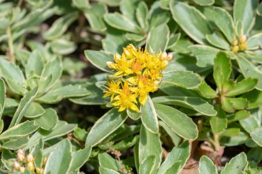 Sarı Çiçek açan Sedum Kamtscaticum, küçük yıldız şeklinde çiçekler