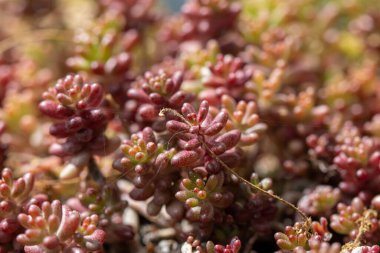 Sedum Rupestre kaya bitkisinin yaprak ve saplarının rahatlaması