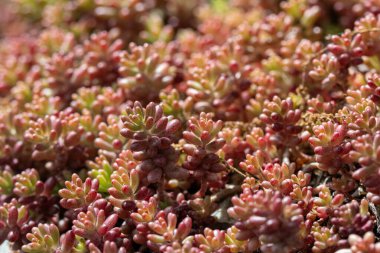 Sedum Rupestre kaya bitkisinin yaprak ve saplarının rahatlaması