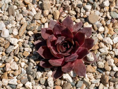 Bahçedeki Sempervivum çiçeği veya Yaygın Houseleek (Sempervivum arachnoideum). 