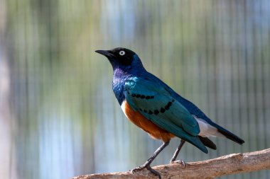 Süper Starling (Lamprotornis superbus) kuşlar starling ailesinin bir üyesidir. Daha önce Spreo superbus biliniyordu