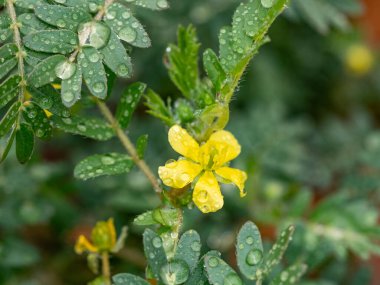 Tribulus terrestris, Caltrop familyasına (Zygophyllaceae) ait ve dünya çapında yaygın olarak dağıtılan bir bitki türü.