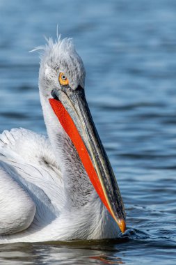 Dalmaçyalı kıvırcık pelikan (Pelecanus crispus) dünyanın en büyük tatlı su kuşu