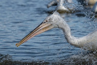 Dalmaçyalı kıvırcık pelikan (Pelecanus crispus) dünyanın en büyük tatlı su kuşu