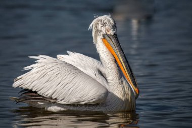 Dalmaçyalı kıvırcık pelikan (Pelecanus crispus) dünyanın en büyük tatlı su kuşu