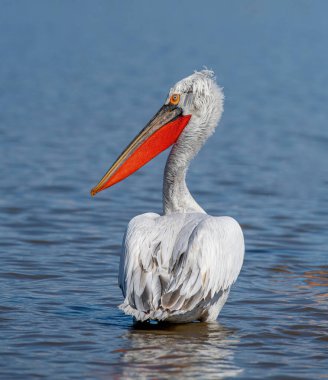 Dalmaçyalı kıvırcık pelikan (Pelecanus crispus) dünyanın en büyük tatlı su kuşu