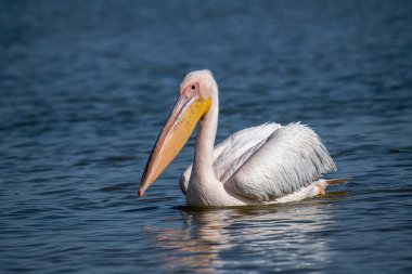 Pembe Pelikan (Pelecanus onocrotalus) vahşi doğada. Tüy kaplı hayvanların nesli tükenmekte olan türleri.