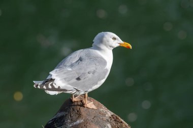 Avrupa ringa martısına yakından bak (Larus argentatus).