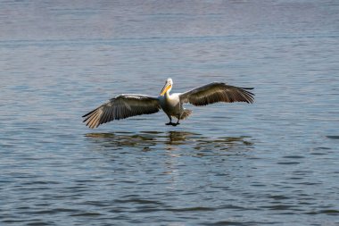 Dalmaçyalı kıvırcık pelikan (Pelecanus crispus) dünyanın en büyük tatlı su kuşu