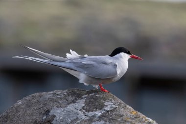 Arktik deniz feneri (Sterna paradisaea) uzun mesafeli bir göçmendir ve şaşırtıcı bir yıllık gidiş dönüş yolculuğu yapar. 