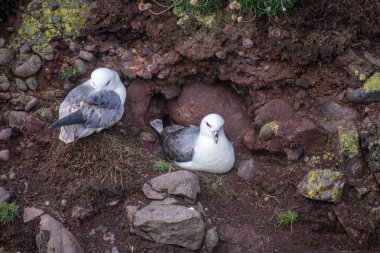 Fulmar (Fulmarus glacialis). İskoçya 'da vahşi yaşam hayvanı