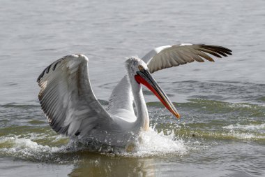 Dalmaçyalı kıvırcık pelikan (Pelecanus crispus) dünyanın en büyük tatlı su kuşu