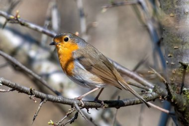 Avrupa bülbülü (Erithacus rubecula) bahçedeki bir ağaç dalında