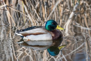 Vahşi hayatta kuşlar ve hayvanlar. Mallard Duck, Anas platyrhynchos.