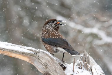 Benekli Fındıkkıran (Nucifraga caryocatactes) tünekte oturuyor