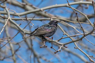 Starling (Sturnus Vulgaris) parkta yürüyor
