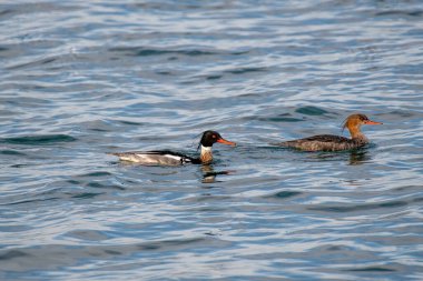 Kırmızı göğüslü merganser (Mergus serrator) çiftine yakın çekim