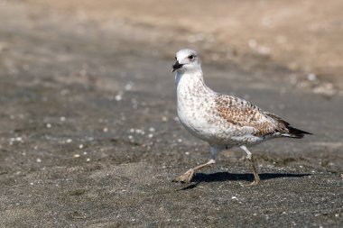 Doğal ortamda sarı bacaklı martı (Larus michahellis) portresi