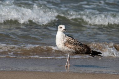 Doğal ortamda yavru sarı bacaklı martı (Larus michahellis) portresi