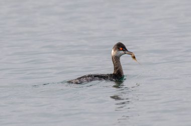 Siyah boyunlu yunus (Podiceps nigricollis), Kuzey Amerika 'da kulaklı açgözlülük olarak bilinir.