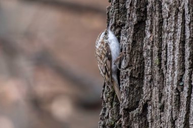 Ağaç Bekçisi (Certhia tanıdık) bir ağaç gövdesine tünemiş yiyecek arıyor
