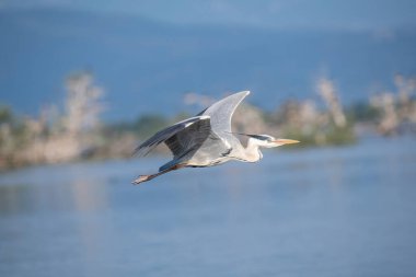 Gri Heron (Ardea cinerea) uçuyor. Doğal yaşam ortamında vahşi yaşam