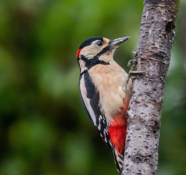 Büyük benekli ağaçkakan (Dendrocopos major) kayın gövdesine tünemiş