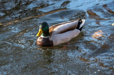 Vahşi hayatta kuşlar ve hayvanlar. Mallard Duck, Anas platyrhynchos.