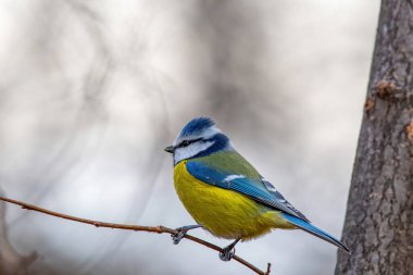 Blue tit (Cyanistes caeruleus or Parus caeruleus) Wildlife photo