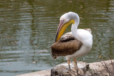 Güzel Pembe Pelikan (Pelecanus onocrotalus) nadir bulunan kuş türleri