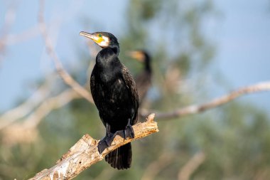 Büyük karabatak (Phalacrocorax carbo), aynı zamanda büyük siyah karabatak bilinen.