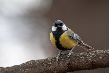 Cute Great tit (Parus major) bird in yellow black color sitting on tree branch