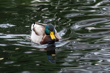 Vahşi hayatta kuşlar ve hayvanlar. Mallard Duck, Anas platyrhynchos.