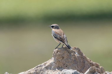 Kuzey Wheatear, Oenanthe Oenanthe, bir taşın üzerinde oturuyor.
