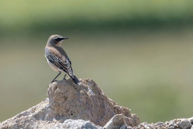 Kuzey Wheatear, Oenanthe Oenanthe, bir taşın üzerinde oturuyor.