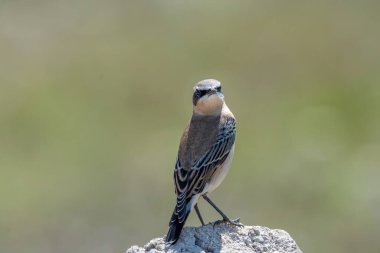 Kuzey Wheatear, Oenanthe Oenanthe, bir taşın üzerinde oturuyor.