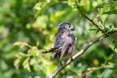 Long tailed Tit - Aegithalos caudatus sitting on the branch.Wildlife photo