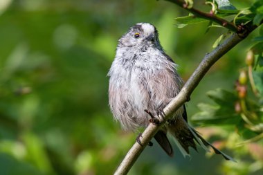 Long tailed Tit - Aegithalos caudatus sitting on the branch.Wildlife photo