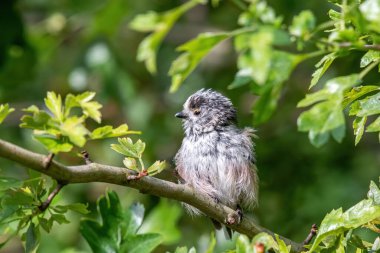 Long tailed Tit - Aegithalos caudatus sitting on the branch.Wildlife photo