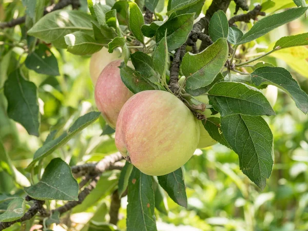 Gałąź Jabłoni Jaskrawymi Czerwonymi Zielonymi Jabłkami Tle Nieba Owoce Letnie — Zdjęcie stockowe