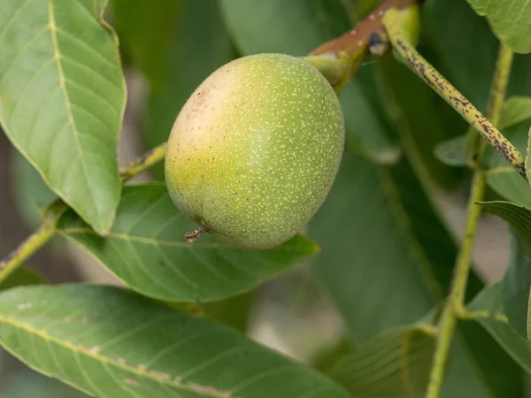 Valnötsträd Nära Med Gröna Frukter Makroskott — Stockfoto