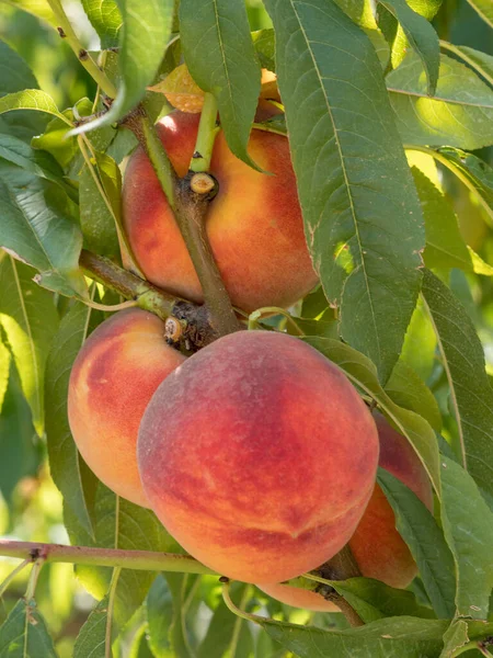 Dojrzała Brzoskwinia Drzewie Słonecznym Letnim Sadzie Wybierz Własną Farmę Owoców — Zdjęcie stockowe