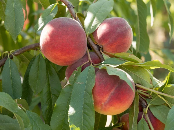 Dojrzała Brzoskwinia Drzewie Słonecznym Letnim Sadzie Wybierz Własną Farmę Owoców — Zdjęcie stockowe